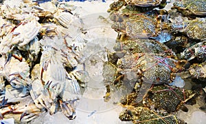 Pile of fresh crabs