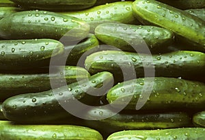 A pile of fresh cucumbers photo