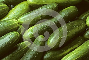 Pile of fresh cucumbers lying diagonally