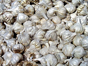 Pile of fresh of Garlic bulbs