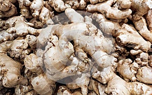 Pile of fresh ginger rhizomes in supermarket. Spice.