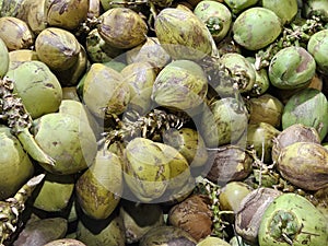 Pile of fresh green coconuts.