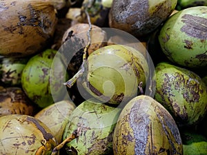 Pile of fresh green coconuts.