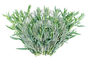 Pile of fresh green tarragon - Artemisia Dracunculus on an isolated white