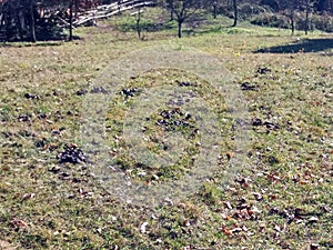 Pile of fresh horse shit on small green grass