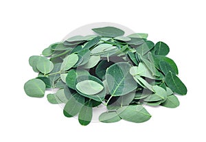 Pile of fresh moringa leaves isolated on white