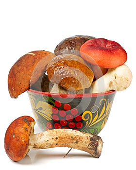 Pile of fresh mushrooms