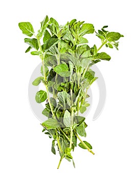 Pile of fresh Oregano herb isolated on white