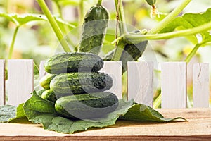 Pile of fresh organic gherkins on wooden table in countryside. Wooden fence and cucumber plants. Healthy food for vegetarian lifes