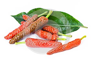 Pile of fresh organic red Idian long pepper  Piper Longum ,Piper retrofractum