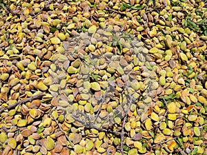 Pile of Fresh picked Almonds, Background image.