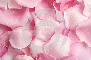 Pile of fresh pink rose petals with water drops as background, top view