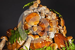 Pile of fresh porcini mushroomsblack background