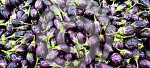 A pile of fresh raw eggplants