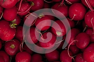 A pile of fresh raw red radish. Fresh radishes.