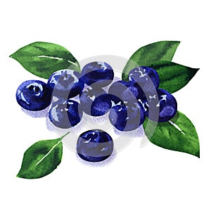 Pile of fresh ripe blueberries with green leves, heap of sweet blueberry berries, organic healthy food, isolated, hand