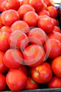 Pile of Fresh Ripe Tomatoes