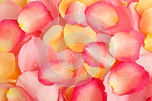 Pile of fresh rose petals with water drops as background, top view