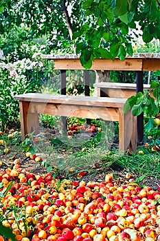 Pile of Fresh, Rotten Red and Yellow Apples on the Ground in the Garden/Orchard under Apple Tree Branches, Wooden Bench and Table