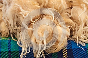 Pile of fresh sheep wool on a tweed cloth