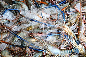 pile of fresh water giant river prawn scampi with ice for sale in indian shrimp market