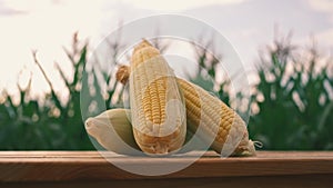 Pile of Fresh yellow sweet corn on a wooden table in a cornfield