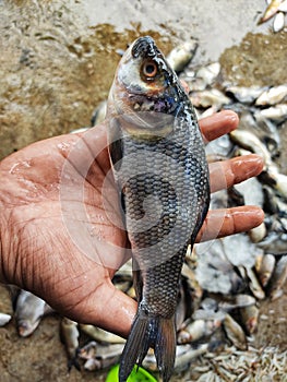 pile of freshly catched rohu fish labeo rohita fish with ice in indian fish market for sale