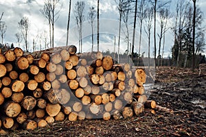 Pile of freshly cut down wood logs in front of empty forest