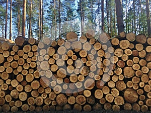 Pile of freshly cut timber logs in forest - logging, forestry