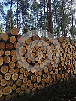 Pile of freshly cut timber logs in forest - logging, forestry