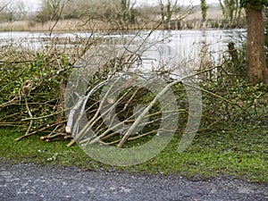 Pile of freshly cut tree brunches by a walking path in a park ready for pick up and transportation. Park service and maintenance