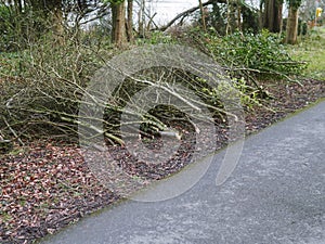 Pile of freshly cut tree brunches by a walking path in a park ready for pick up and transportation. Park service and maintenance