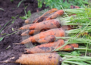 A pile of freshly dug carrots with tops on the bed