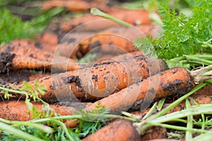 A pile of freshly dug carrots with tops on the bed