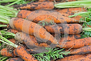 A pile of freshly dug carrots with tops on the bed