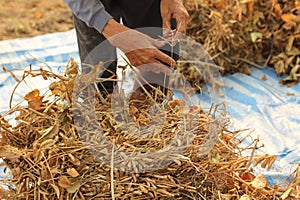 pile of freshly hand harvested soybeans being sorted and arranged by the well worn hands of an old farmer in Northern Thailand,