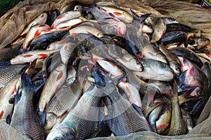 pile of freshly harvested carp fish laying on ground fresh rohu and catla carp fish harvest from pisciculture pond