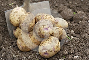 Pile of freshly harvested potatoes with Spade.