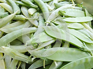 Pile of freshly picked pea pods in garden