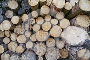 Pile Of Freshly Sawn Logs