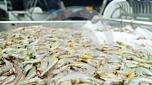 Pile of frozen farmed shrimp in an industrial factory