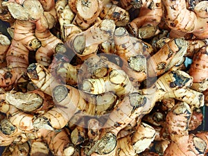 Pile of galangal rhizomes in the supermarket. Spice.