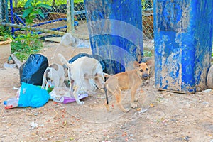 Pile garbage black bag plastic roadside and dog three rake find food in the city