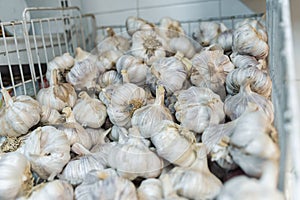 A pile of garlic in a box photo