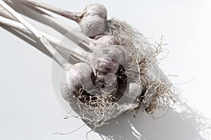 Pile of garlic view from the top. Food garlic bulb. Background texture Plant vegetable garlic