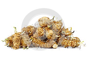 Pile of germinated jerusalem artichoke (Helianthus tuberosus) vegetable . Isolated on white