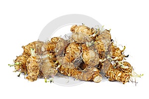 Pile of germinated jerusalem artichoke (Helianthus tuberosus) vegetable . Isolated on white