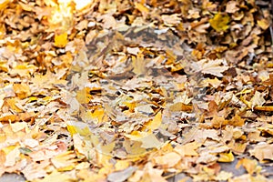 Pile of golden colored fallen leaves on green grass at backyard or city park in autumn. Fall season background
