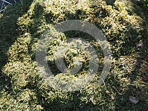 Pile of grass cuttngs or clippings from the lawn ready for composting