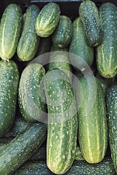 A pile of green cucumbers in a box photo